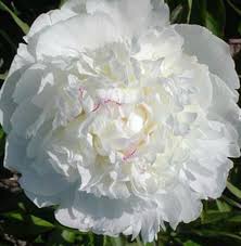 Evening Star Peony - Click Image to Close